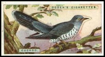 7 Cuckoo